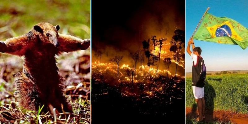 Massacre de Guapoy: os Kaiowá e o tamanduá cego