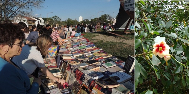 Cidade sem biblioteca, uma flor no mangue