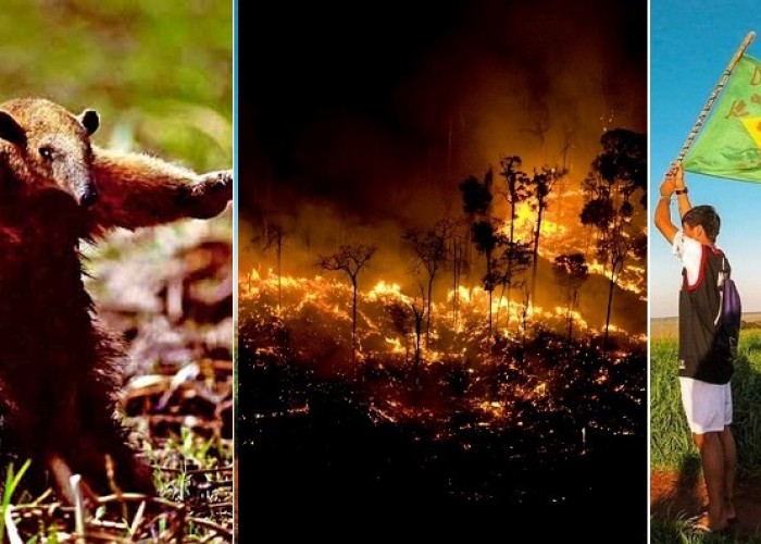 Massacre de Guapoy: os Kaiowá e o tamanduá cego